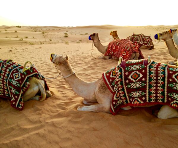 Camel Trekking